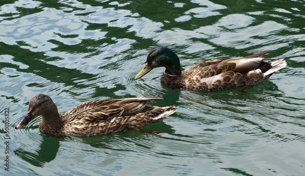 Obraz Ducks in the Lake