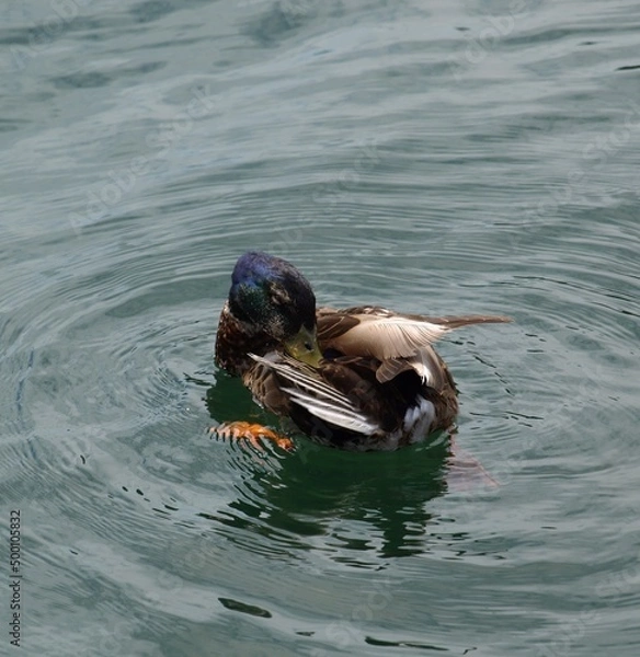 Obraz Ducks in the Lake
