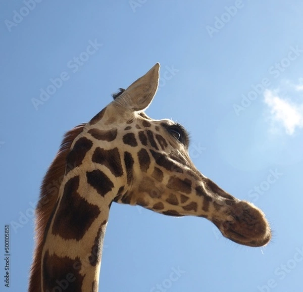 Obraz Giraffe Portrait