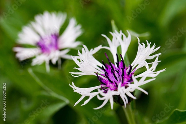 Fototapeta セントーレア-20220420