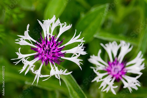 Fototapeta セントーレア-20220420