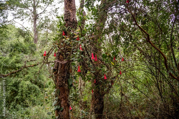 Fototapeta Horizontal shot of several Chilean copihues among the trunks of some trees.