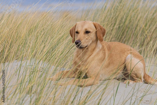 Obraz golden retriever dog