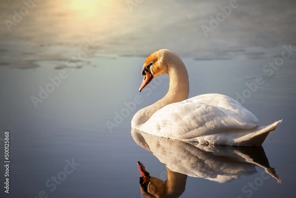 Fototapeta Gorgeous graceful swan, on the lake at sunset, illuminated by the warm light of sunset.