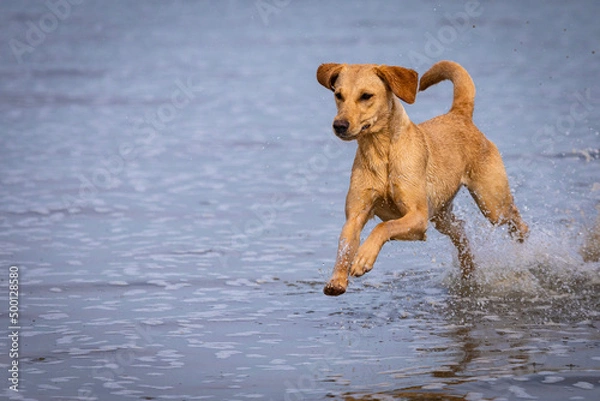 Obraz dog on the beach