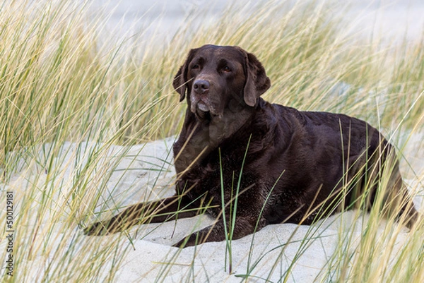 Obraz brown labrador retriever