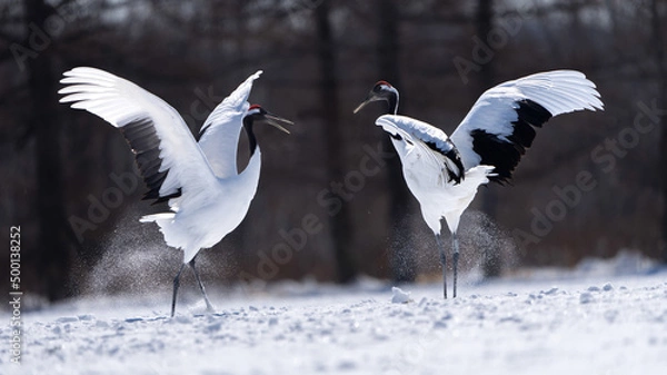 Fototapeta Red-crowned crane dance