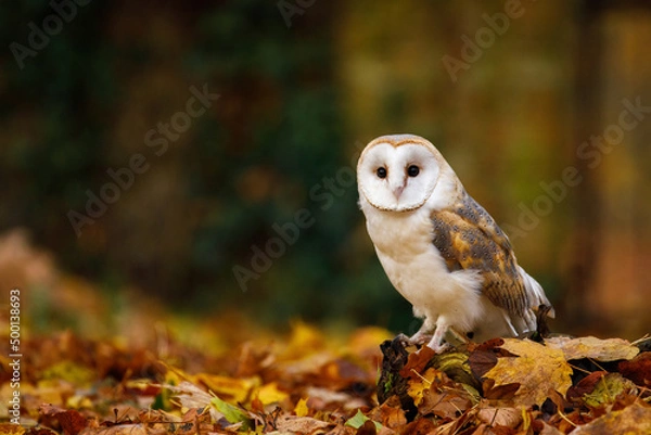 Obraz Owl in autumn. Barn owl, Tyto alba, perched in colorful fallen maple and oak leaves. Beautiful owl in autumn nature. Wildlife portrait. Attractive animal mood scene. Owl with a heart-shaped face.