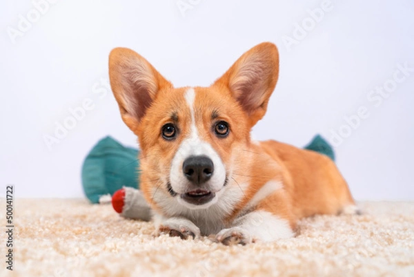 Fototapeta Portrait of a funny Welsh corgi Pembroke or cardigan puppy, which lies on the carpet, playfully stretching its paws forward, front view. Pet bed and a toy are lying around