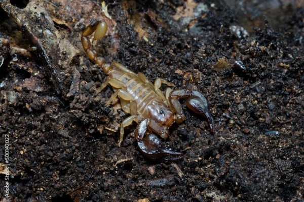 Fototapeta Euscorpius sallentinus - Scorpion - Macro - Venom