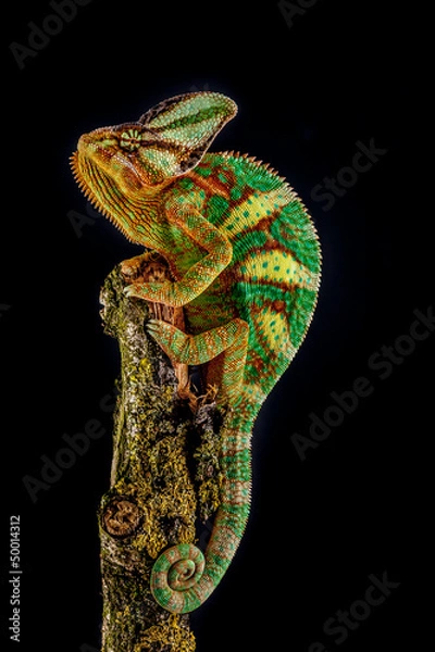 Obraz Jemen Chameleon