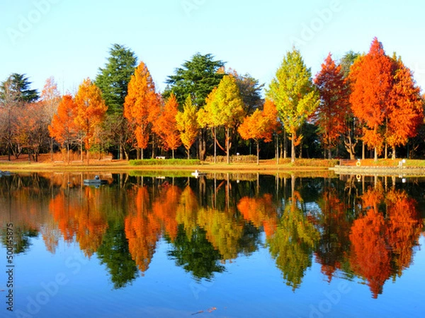 Obraz 紅葉が池に反射した彩の森入間公園