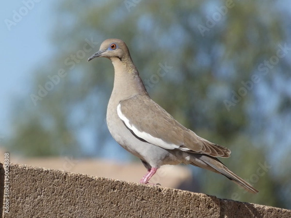 Obraz Dove on a brick wall
