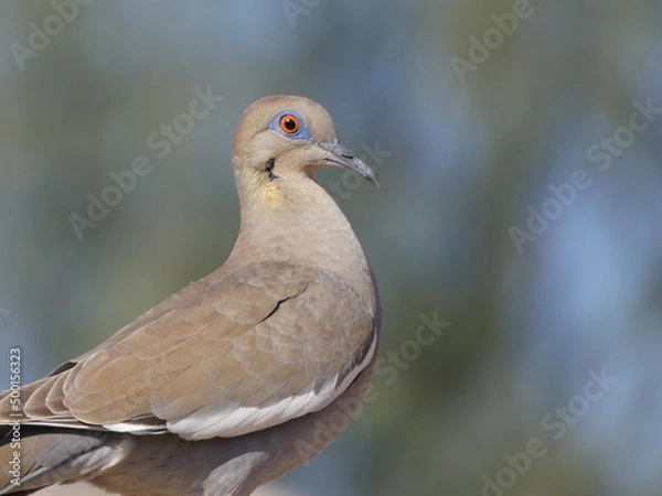 Obraz close up of a dove