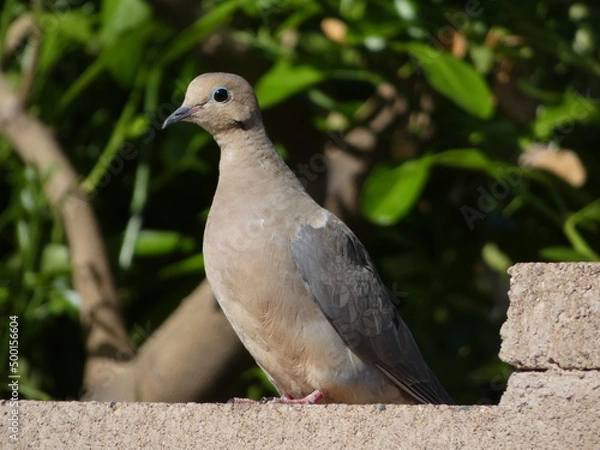 Obraz close up of a dove