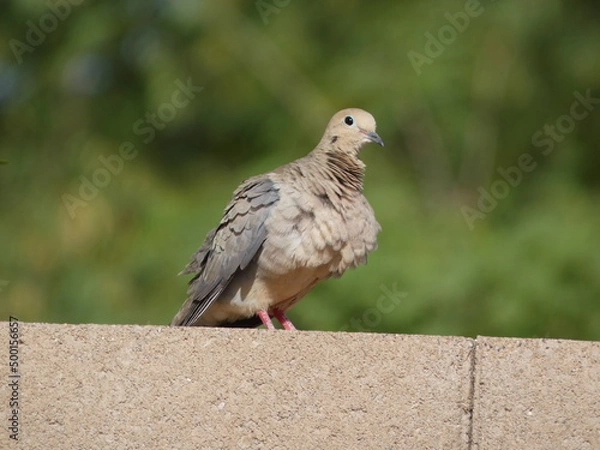Obraz dove on the wall
