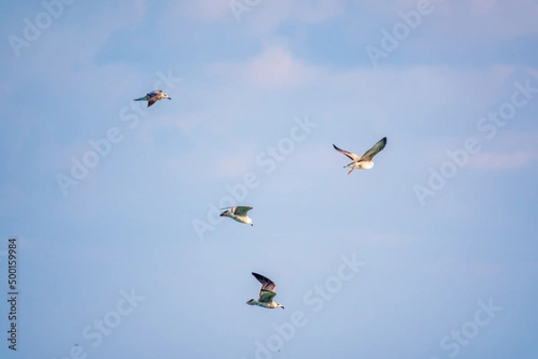 Obraz Four sea gulls fly in the clear blue sky