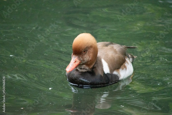 Fototapeta Eclipse Male Red-Crested Pochard (Netta rufina) is a diving duck found in larger lakes and reservoirs in Europe and Asia.