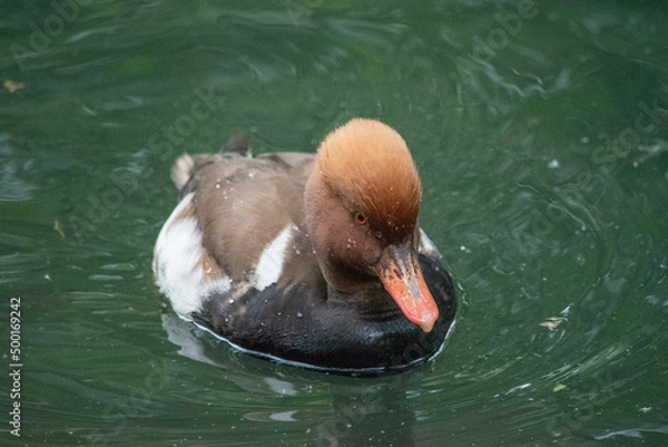 Fototapeta Eclipse Male Red-Crested Pochard (Netta rufina) is a diving duck found in larger lakes and reservoirs in Europe and Asia.