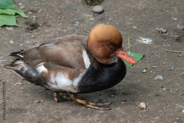 Fototapeta Eclipse Male Red-Crested Pochard (Netta rufina) is a diving duck found in larger lakes and reservoirs in Europe and Asia.