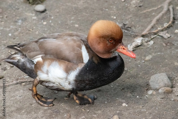 Fototapeta Eclipse Male Red-Crested Pochard (Netta rufina) is a diving duck found in larger lakes and reservoirs in Europe and Asia.