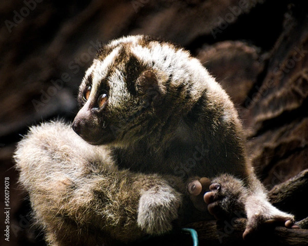 Fototapeta The Sunda slow loris, Nycticebus coucang or greater slow loris is a strepsirrhine primate and a species of slow loris native to Indonesia