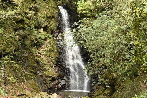 Fototapeta 新緑の伊佐布北滝