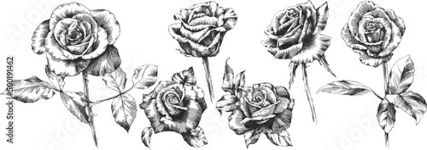 Obraz Roses outline vector set. Flowers hand drawn.