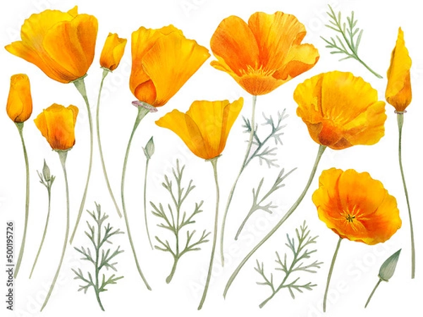 Fototapeta Watercolor california orange poppies isolated. Hand painted illustration with sunny bright orange and yellow flowers to design invitations, postcards and other print