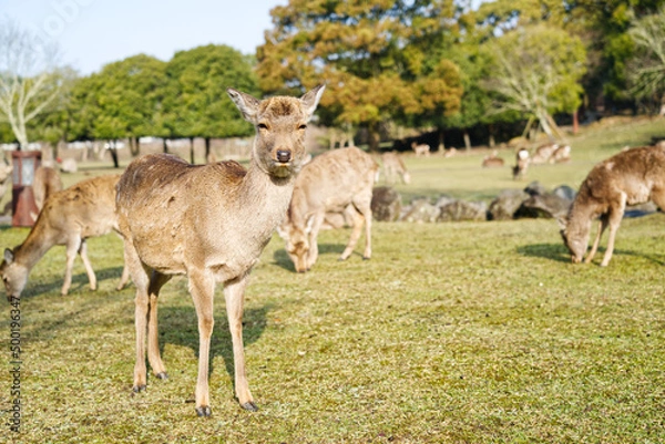 Obraz 春の奈良公園の鹿(横)