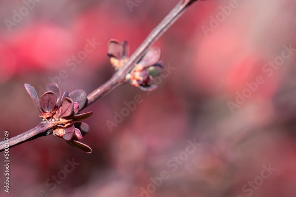 Obraz close up og plant stem