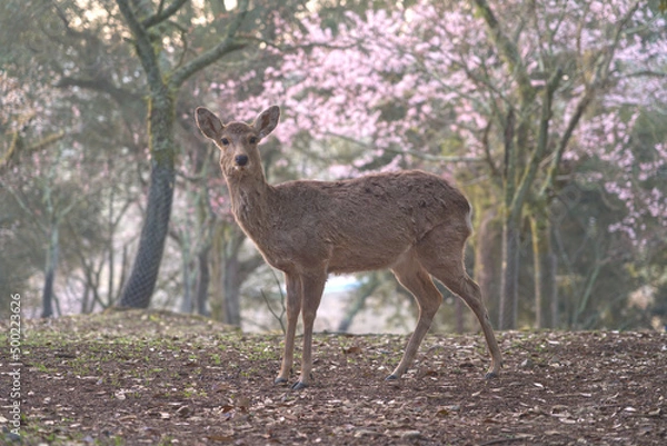 Obraz 奈良公園の桜と鹿