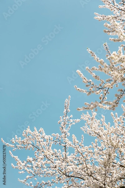 Obraz Blossom white tree with blue sky as background.