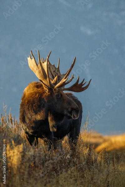 Fototapeta Large bull moose grazing in sage brush