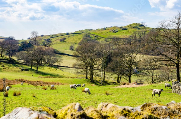Fototapeta Grandsire English Lake District Cumbria in early Spring with grazing sheep and drystone walls selective focus