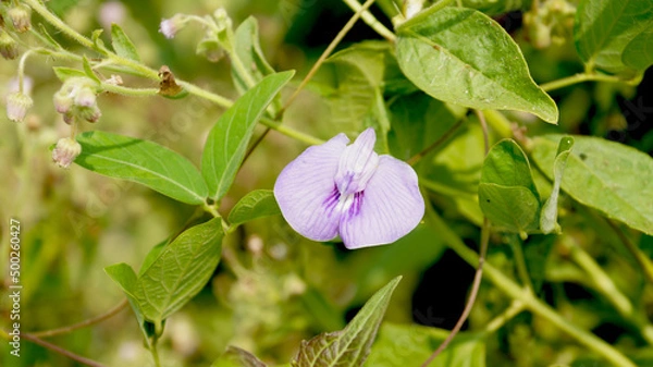 Obraz Butterfly pea flower in the plant