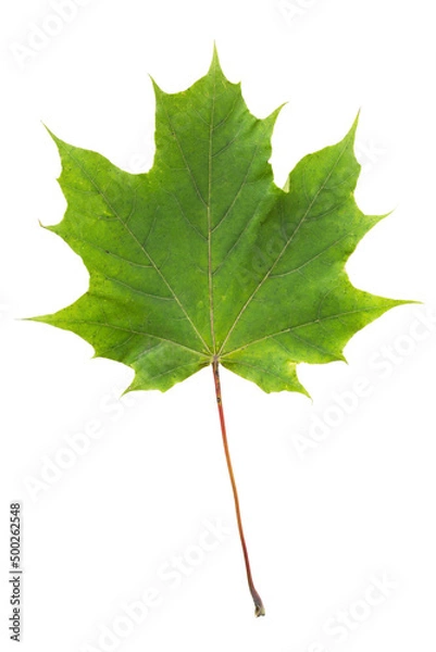 Obraz Maple leaf isolated