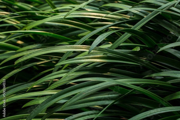 Fototapeta Tropical green monstera and palms leaf background 