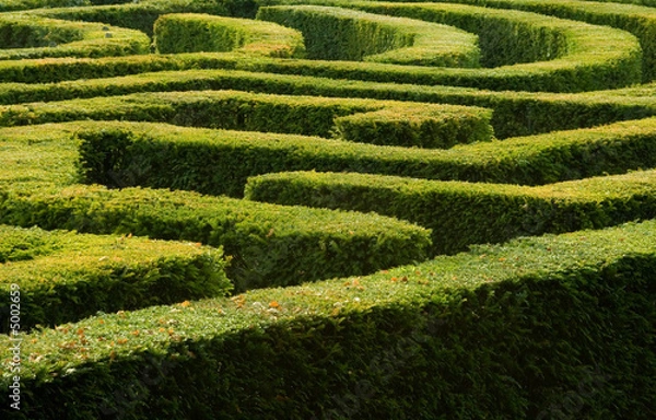 Obraz Complex hedge maze