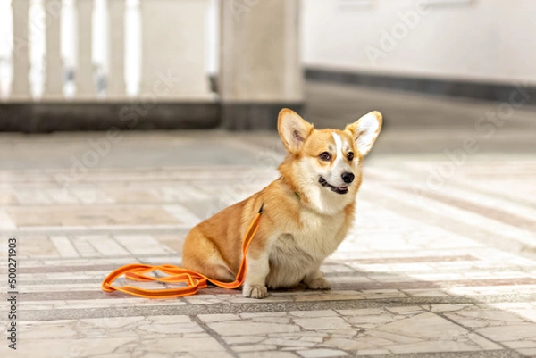 Fototapeta A red-haired corgi dog on a walk