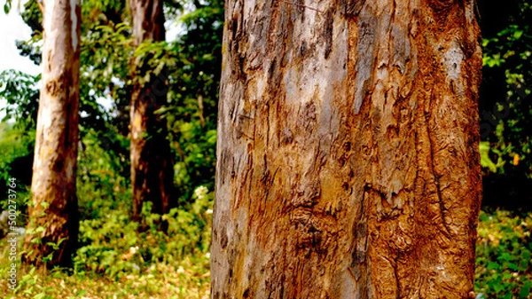 Obraz Eucalyptus tree bark