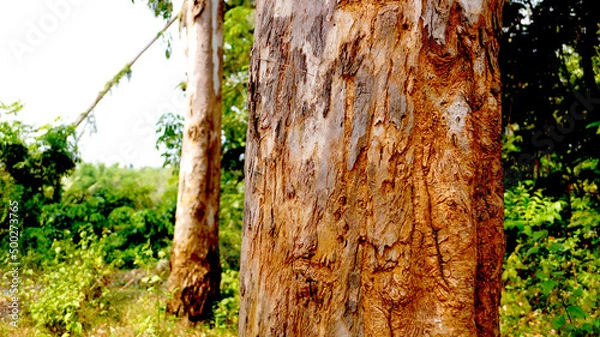 Obraz Eucalyptus tree bark