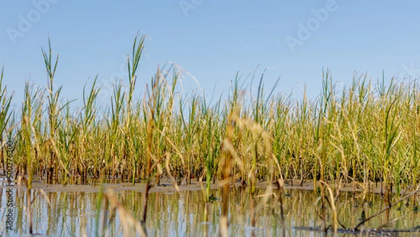 Fototapeta Reeds growing on mudflat in Cuxhaven, Germany.