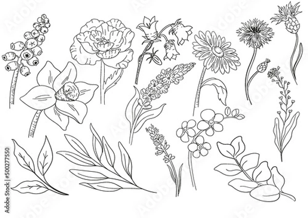 Fototapeta Wild Flowers illustration. Great for creating greeting cards, wedding invitations, summer and birthday parties,  scrapbooking and other