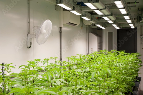Obraz Cannabis hydroponic cultivation, is a special technique to grow plants out of the ground. Artificial lighting...