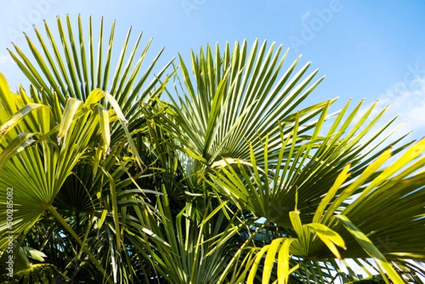Obraz palm leaves