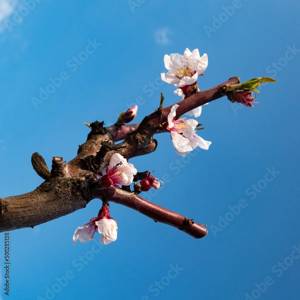 Obraz apricot blossom