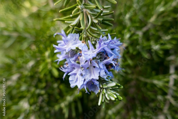 Obraz rosemary flower