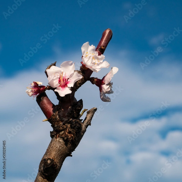 Obraz apricot blossom
