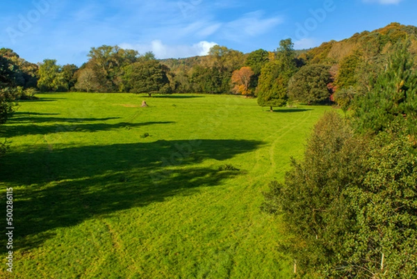 Obraz Green meadow surrounded by trees
